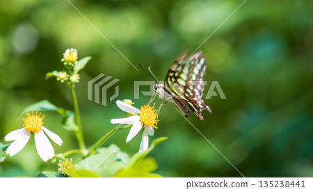 Tailed jay butterfly moving wings and feeding pollen of white flowers 135238441