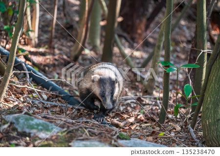 badger or meles anakuma at Mount Unzen onsen forest, Nagaski 135238470