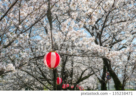 sakura blossom of cherry tree tunnel  by lantern in spring, Shimabara 135238471