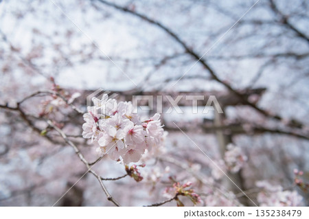 sakura blossom by torii gate at Homangu Kamado shrine, Dazaifu 135238479