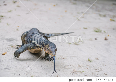 water monitor on Kradan beach and stick its tongue, Trang water monitor on Kradan beach and stick its tongue, Trang 135238483