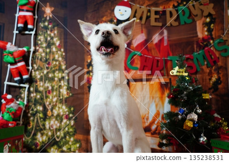 Adorable white dog posing for Christmas holiday photo in festive studio 135238531