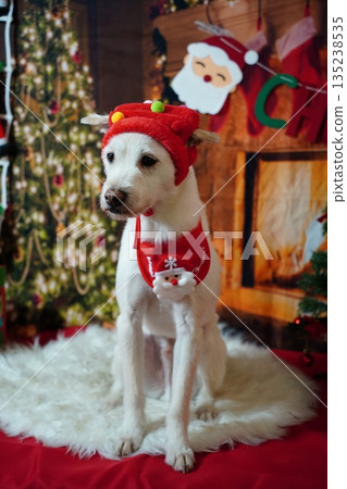 Adorable white dog posing for Christmas holiday photo in festive studio Adorable white dog posing for Christmas holiday photo in festive studio 135238535