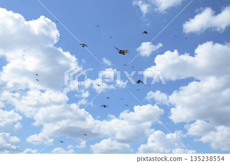 一群鳥兒在藍天白雲中飛翔,天空背景留有空白區域。 一群鳥兒在藍天白雲中飛翔,天空背景留有空白區域。 135238554