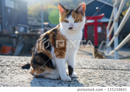A quiet calico cat A quiet calico cat 135238601