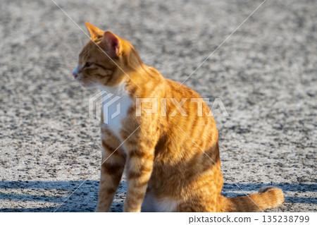 Brown and white cat looking to the side Brown and white cat looking to the side 135238799