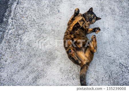 貓咪露出肚皮 135239008