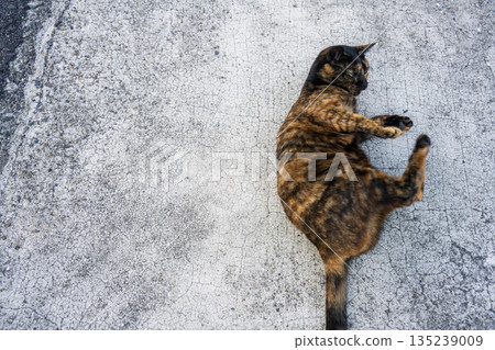 A cat lying down A cat lying down 135239009