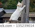 貓咪緊緊抓住一根木柱 135239014