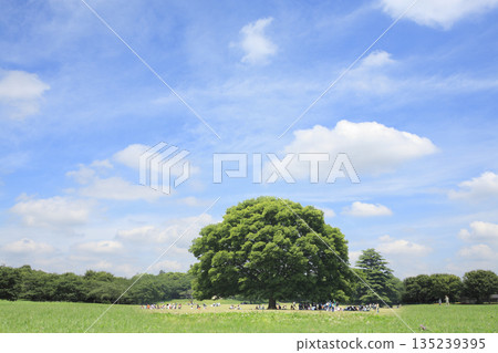 藍天草原風光 - 自然、生態、背景圖片 藍天草原風光 - 自然、生態、背景圖片 135239395