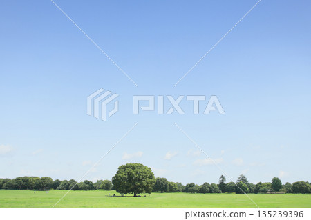 Blue sky and grassland landscape - Nature, eco, background image Blue sky and grassland landscape - Nature, eco, background image 135239396