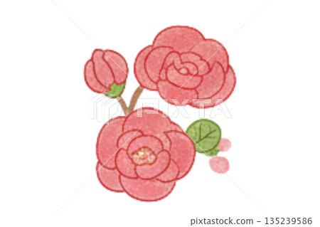粉紅色山茶花的水彩插圖 粉紅色山茶花的水彩插圖 135239586