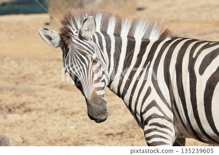 zebra  135239605