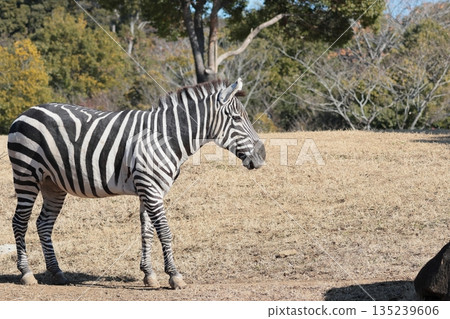 zebra zebra 135239606