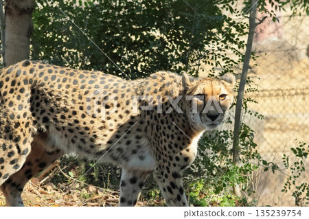  Cheetah 135239754