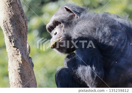 黑猩猩 135239812