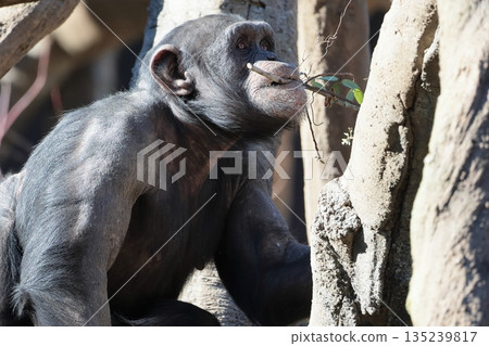 黑猩猩 135239817