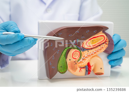 Liver with gallbladder, pancreas spleen and duodenum, Asian doctor holding human anatomy model for study diagnosis and treatment in hospital. Liver with gallbladder, pancreas spleen and duodenum, Asian doctor holding human anatomy model for study diagnosis and treatment in hospital. 135239886