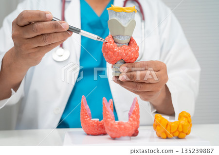 Hyperthyroidism, Overactive Thyroid, Thyroid Lymphoma, Asian doctor with thyroid gland human anatomy model in hospital. 135239887