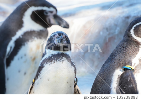 Humboldt Penguin Humboldt Penguin 135239888