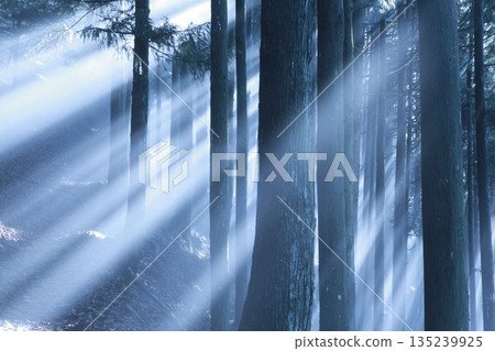 陽光透過森林樹木灑下－一片寧靜祥和的自然景觀 135239925