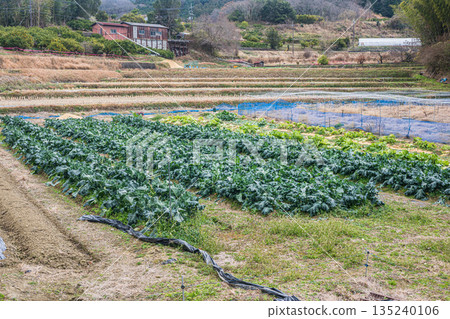 奈良縣飛鳥村山區的菜地 135240106