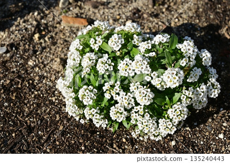 Sweet Alyssum (Brassicaceae) 135240443