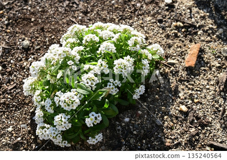 Sweet Alyssum (Brassicaceae) 135240564