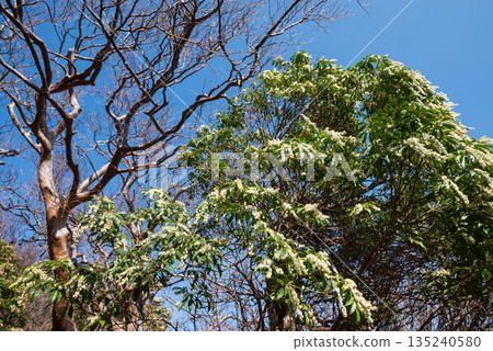 天城山，登山，靜岡縣 135240580
