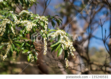 天城山，登山，靜岡縣 135240581