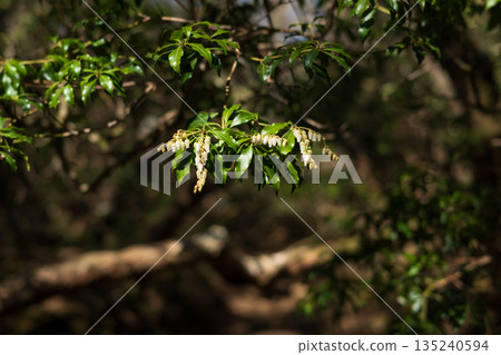 天城山,登山,靜岡縣 天城山,登山,靜岡縣 135240594