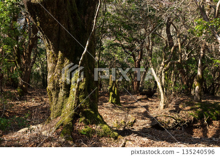 天城山，登山，靜岡縣 135240596