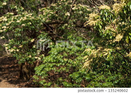 天城山，登山，靜岡縣 135240602