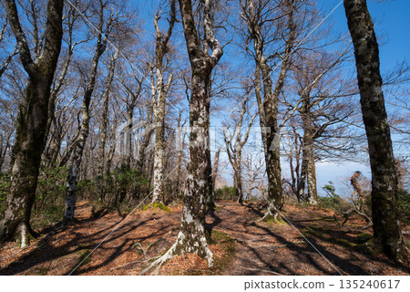 天城山,登山,靜岡縣 天城山,登山,靜岡縣 135240617