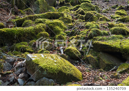 天城山,登山,靜岡縣 天城山,登山,靜岡縣 135240709
