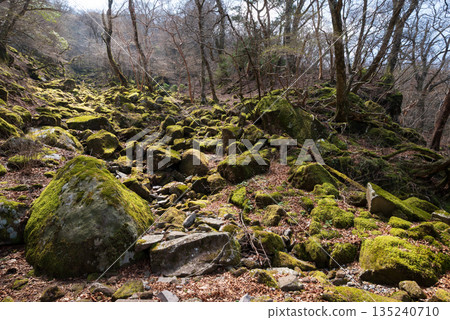 Mount Amagi, mountain climbing, Shizuoka Prefecture Mount Amagi, mountain climbing, Shizuoka Prefecture 135240710
