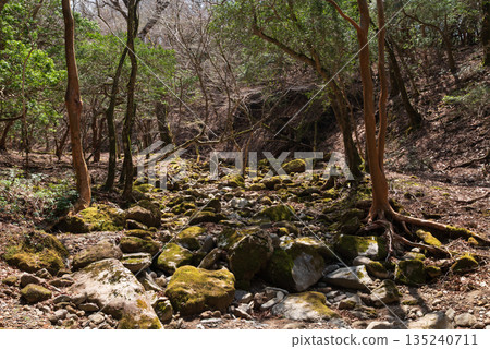 天城山，登山，靜岡縣 135240711