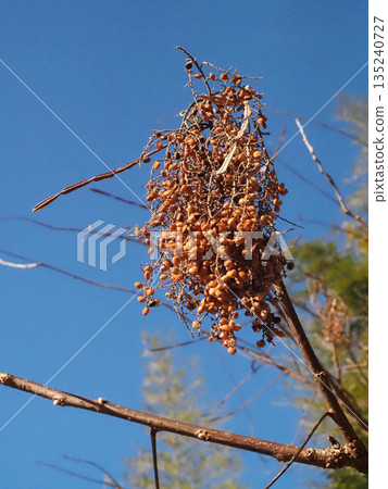 漆樹果實的特寫（暴露在冬日陽光下的漆樹枝條頂端） 135240727