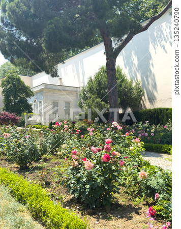 Vibrant rose garden with lush greenery and elegant architecture in background 135240790