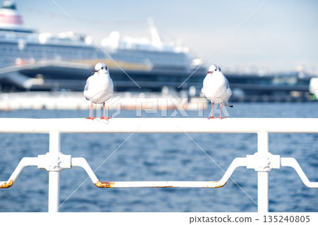 Black-headed gulls in Minato Mirai Black-headed gulls in Minato Mirai 135240805