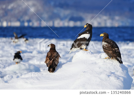 Three Steller's sea eagles resting on drift ice off the coast of Rausu Port Three Steller's sea eagles resting on drift ice off the coast of Rausu Port 135240866