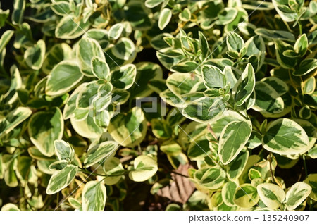 Leaves of the periwinkle (Apocynaceae) Leaves of the periwinkle (Apocynaceae) 135240907