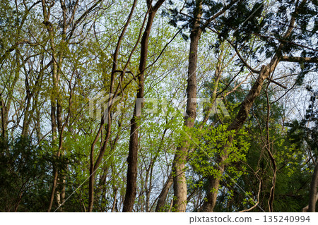 攀登埼玉縣兩神山 135240994