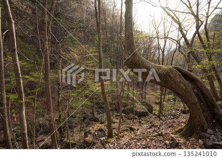 Climbing Mount Ryokami, Saitama Prefecture 135241010