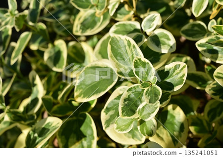 長春花（夾竹桃科）的葉子 135241051
