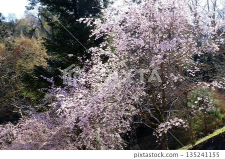 山間盛開的垂枝櫻花 [相模原市築井，四月] 135241155