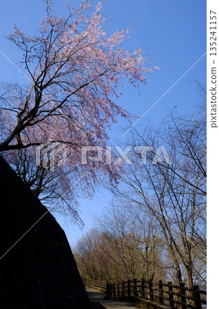沿著步道盛開的垂枝櫻花 [相模原市築井，四月] 135241157