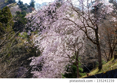 春日陽光下的垂枝櫻花樹 [相模原市築井，四月] 135241159