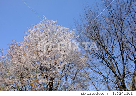 山櫻和冬樹在藍天的襯托下熠熠生輝 [相模原市築井，四月] 135241161