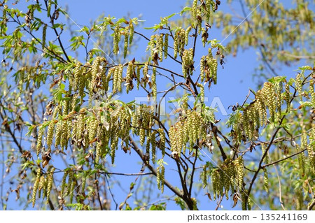 Cornus carpinus flower spikes [Tsukui, Sagamihara City, April] 135241169